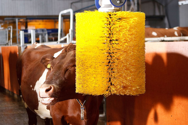 AWT Makine Otomatik Hayvan Kaşağı – Sensörlü Çift Fırçalı Sistem